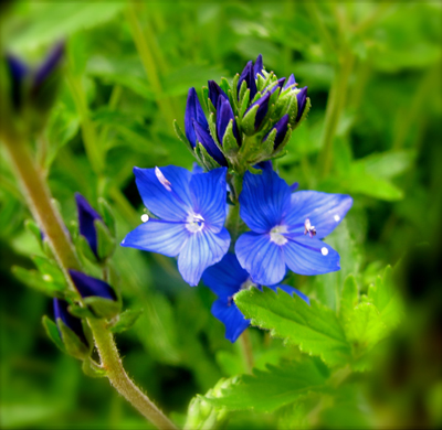 Veronica, Perennial Garden, Highland Place