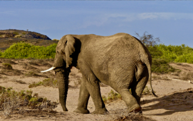 The Mystery: Approaching Elephant People, Deena Metzger