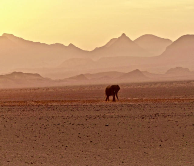 The Mystery: Approaching Elephant People, Deena Metzger