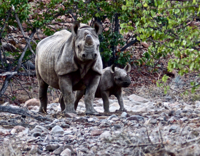 The Mystery: Approaching Elephant People, Deena Metzger