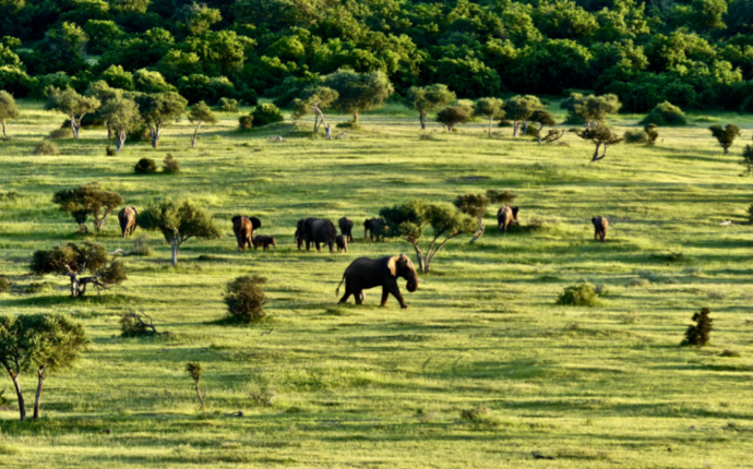 The Mystery: Approaching Elephant People, Deena Metzger