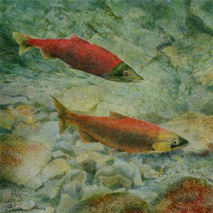 Kokanee Salmon