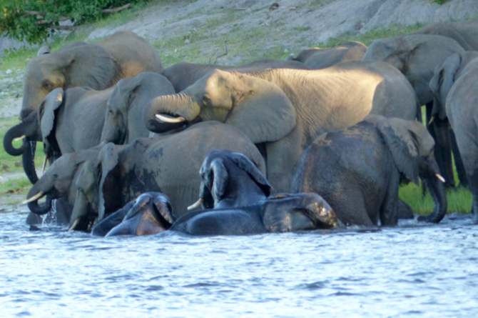 On a boat trip the day we arrived, we were able to sidle up to the shore where many elephants were splashing in the water.