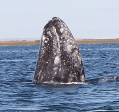 The Spy-Hopping Gray Whale - Photo by Kalasara Setaysha