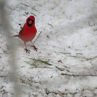 Cardinals at the Crossroads