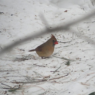 Cardinals at the Crossroads