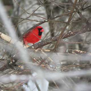 Cardinals at the Crossroads