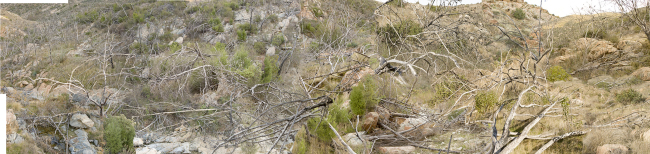 Tecate Cypress in arroyo several years after fire