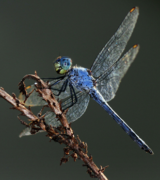 Dragonfly Dances - Judy Grahn