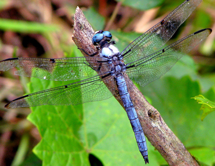 Dragonfly Dances - Judy Grahn