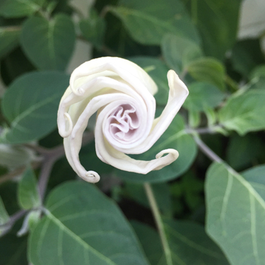 Datura