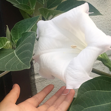 Datura