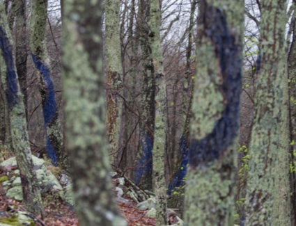 Blued Trees measure in Brush Mountain, VA. Photo by Sarah Miller, 2016